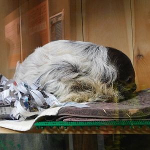 Discovery Zoo - Linne's Two-Toed Sloth - Sep. 2020