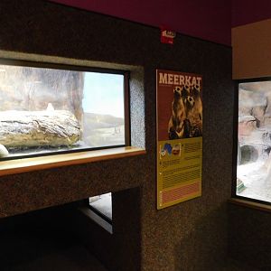 Discovery Zoo - Meerkat Exhibit - Sep. 2020
