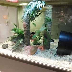 Discovery Zoo - Southern Three-Banded Armadillo Exhibit - Sep. 2020