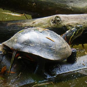 Cohanzick Zoo - Eastern Painted Turtle