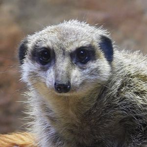 Discovery Zoo - Meerkat - Sep. 2020