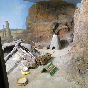 Discovery Zoo -Meerkat Exhibit  - Sep. 2020
