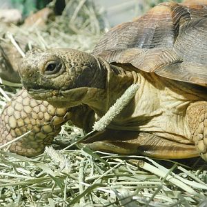 Sonoran Desert - Desert Tortoise - Sep. 2020