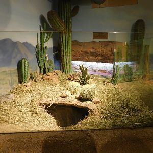 Sonoran Desert - Desert Tortoise Exhibit - Sep. 2020