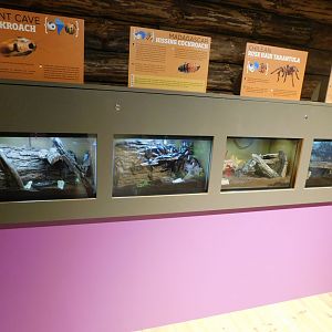 Discovery Zoo Stage - Invertebrate Exhibits - Sep. 2020