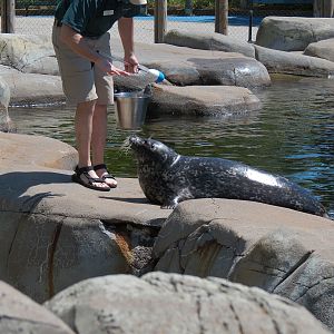 Sea Lion Sound - Harbor Seal