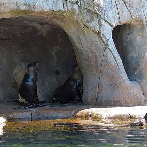 Sea Lion Sound - California Sea Lion