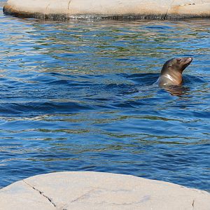 Sea Lion Sound - California Sea Lion