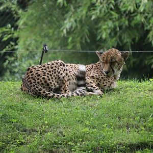 Cheetah Conservation Station - Cheetah