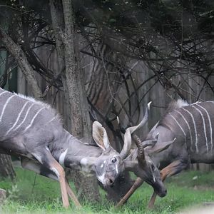 Cheetah Conservation Station - Lesser Kudus having a tussle