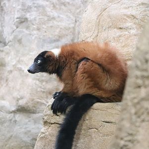 Small Mammal House - Red Ruffed Lemur