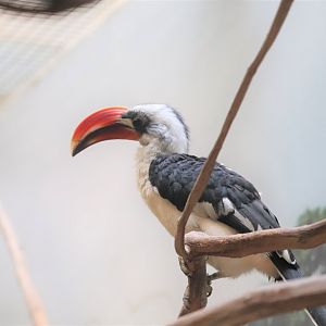 Small Mammal House - Von der Decken's hornbill