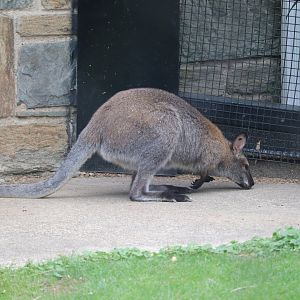 Small Mammal House - Bennett's Wallaby