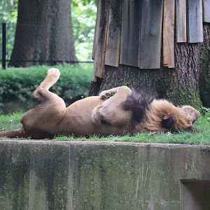 Great Cats - African Lion