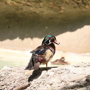 American Trail - Wood Duck