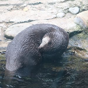 Asia Trail - Asian Small-Clawed Otter