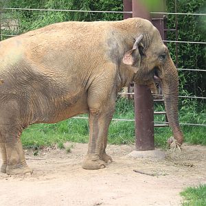 Asia Trail - Asian Elephant