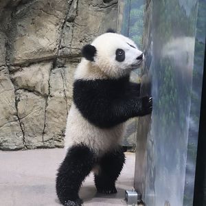 Asia Trail - Giant Panda - Xiao Qi Ji