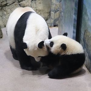 Asia Trail - Giant Panda - Mei Xiang - Xiao Qi Ji
