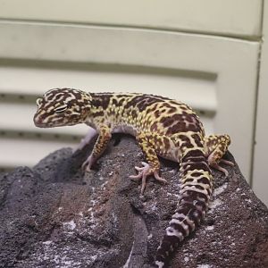 Reptile Discovery Center - Iranian Leopard Gecko