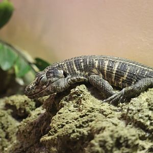 Reptile Discovery Center - African Plated Lizard
