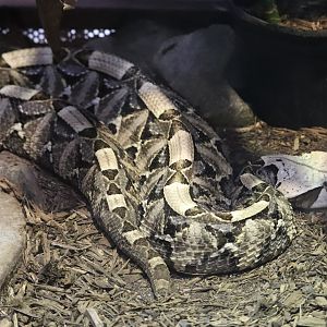 Reptile Discovery Center -  Gaboon Viper