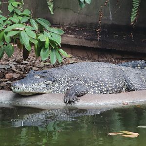 Reptile Discovery Center - Cuban Crocodile