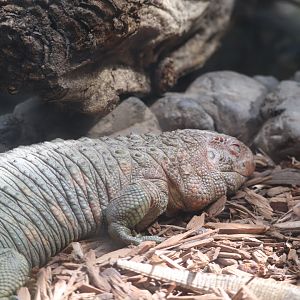 Reptile Discovery Center - Caiman Lizard