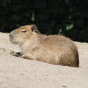 Capybara