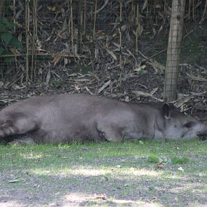 Lowland tapir
