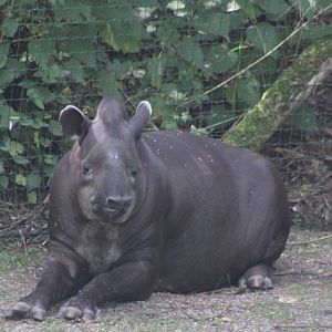 Lowland tapir