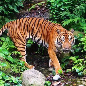 Tiger Trek - Malayan Tiger