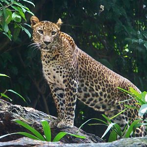 Wild Africa - Leopard