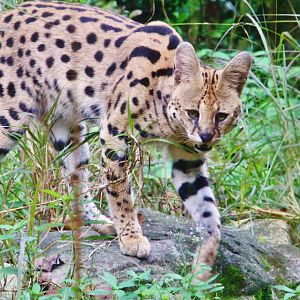 Great Rift Valley of Ethiopia - Serval
