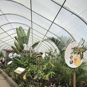 Pollinators- overview