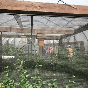 Pollinators- Alfalfa leaf-cutter bee & blue orchid mason bee exhibit.