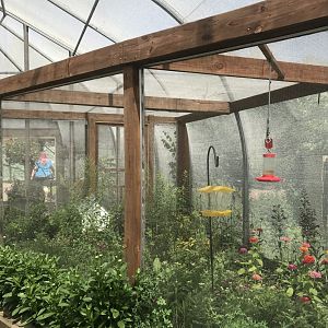 Pollinators- common eastern bumble bee exhibit