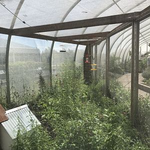 Pollinators- common eastern bumble bee exhibit