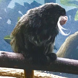 Emperor Tamarin