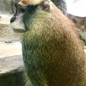 Patas Monkey