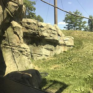 Gorilla forest- outdoor exhibit #2