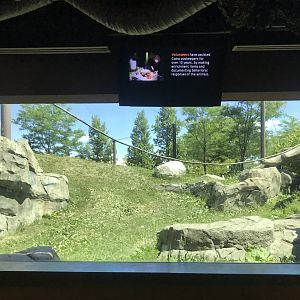 Gorilla forest- outdoor exhibit #2