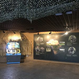 Gorilla forest- former 1st exhibit viewing