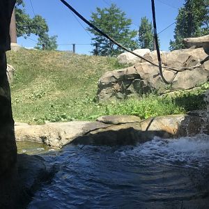 Gorilla forest- waterfall & pool viewing area.