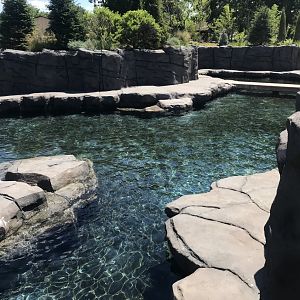 New Como Harbor- California sea lion/Harbor seal exhibit #1