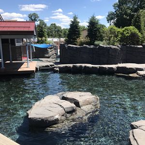 New Como Harbor- California sea lion/ Harbor seal exhibit #1