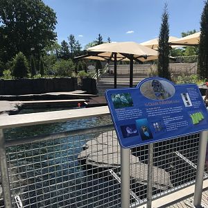New Como Harbor- California sea lion/ Harbor seal exhibit #1