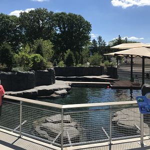 New Como Harbor- California sea lion/Harbor seal exhibit #1