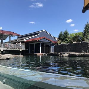 New Como Harbor- California sea lion/ Harbor seal exhibit #1