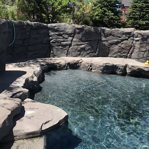 New Como Harbor- California sea lion/ Harbor seal exhibit #2